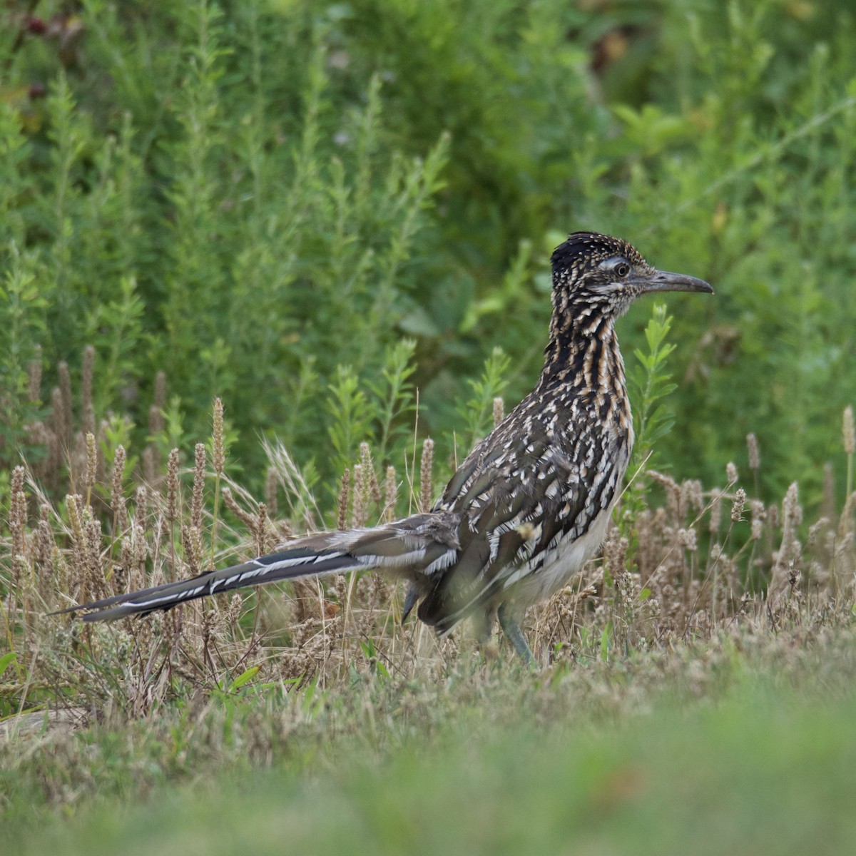 Greater Roadrunner - ML640409620