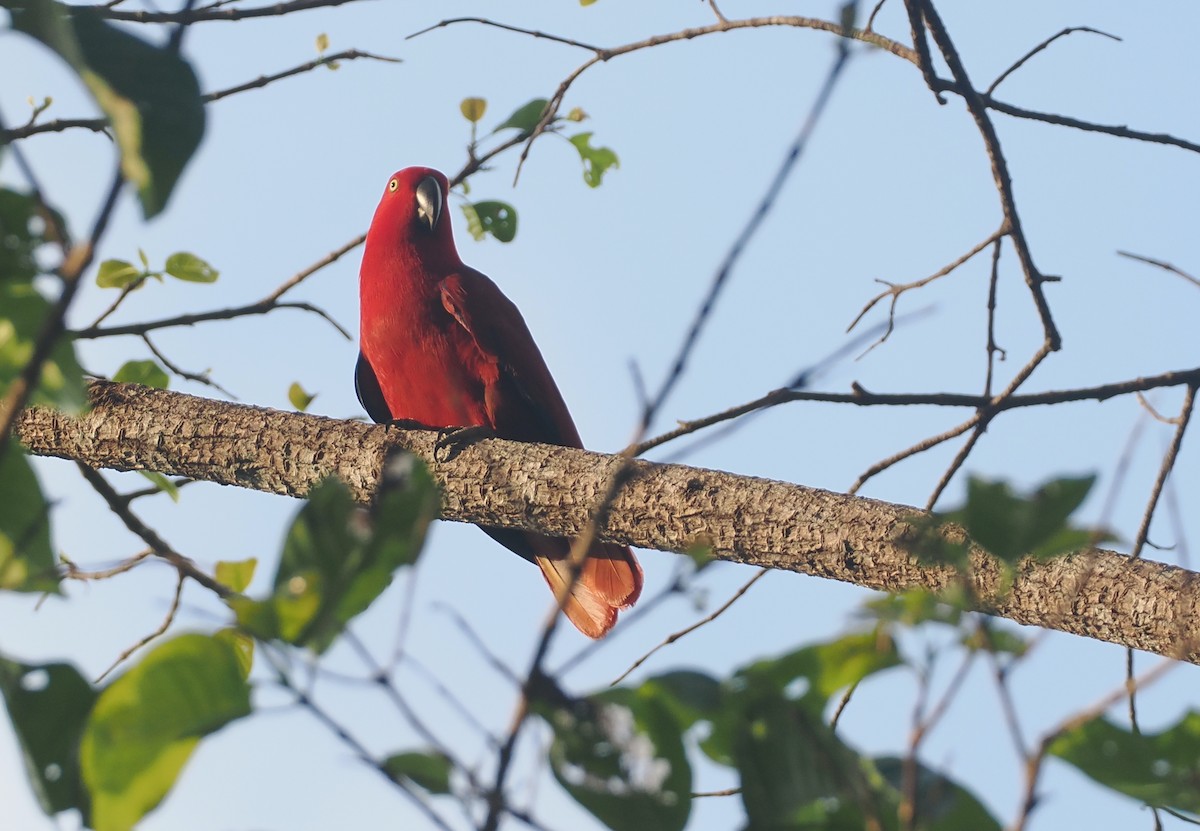 Sumba Eclectus - ML640409655