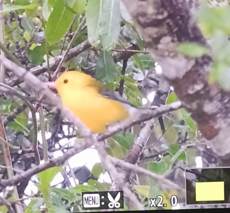 Prothonotary Warbler - ML640409657