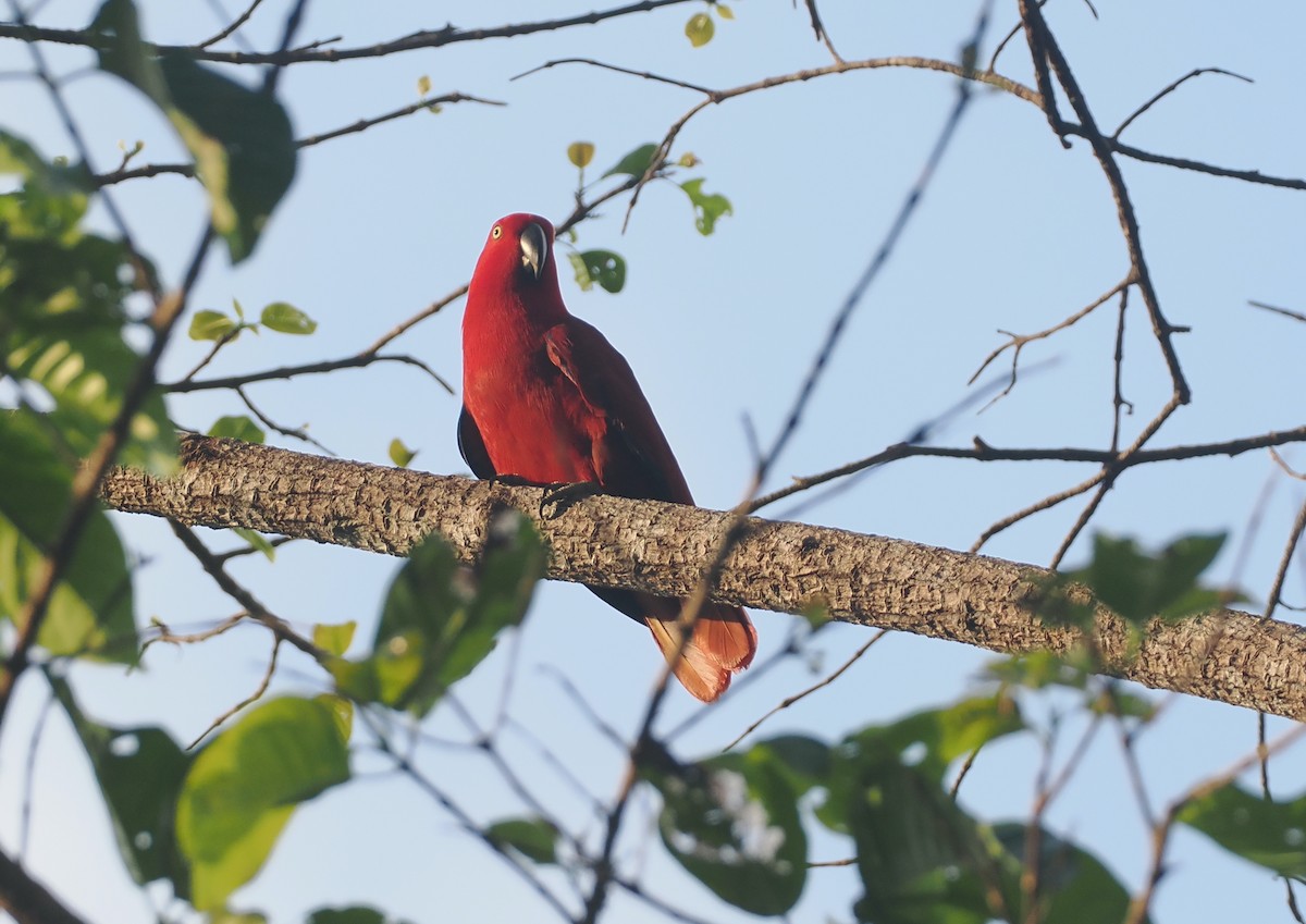 Sumba Eclectus - ML640409660