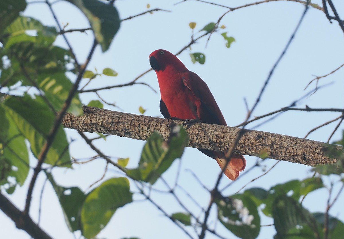 Sumba Eclectus - ML640409667