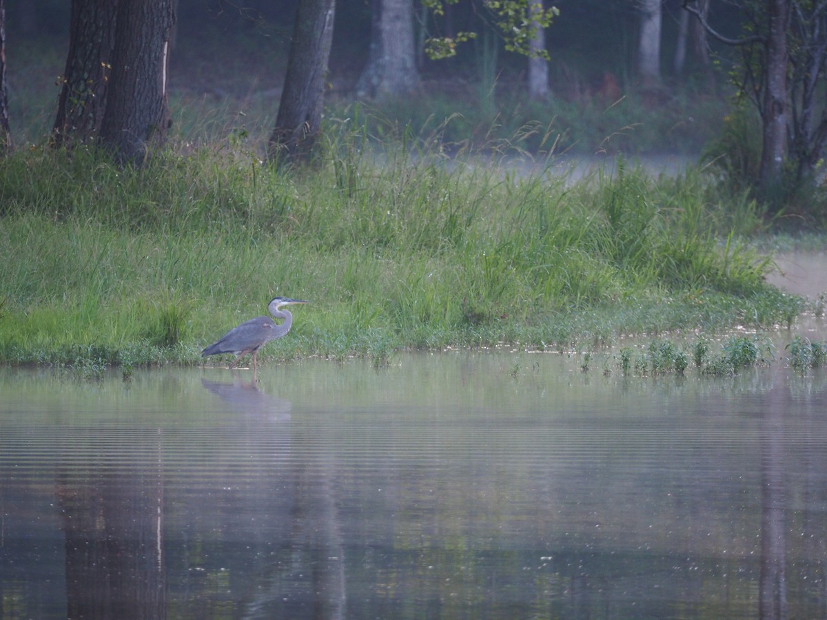 Great Blue Heron - ML640409675