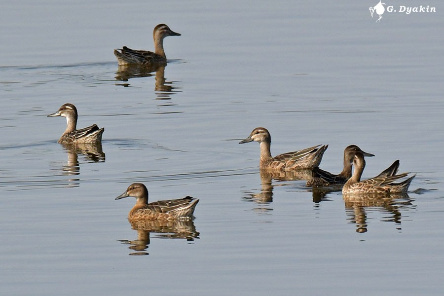 Garganey - ML640409687