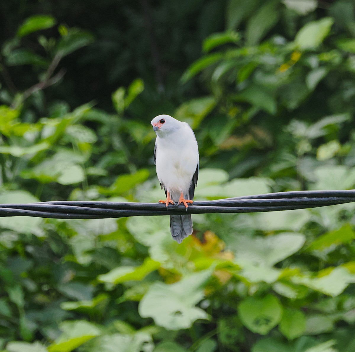 Gray-headed Goshawk - ML640409691