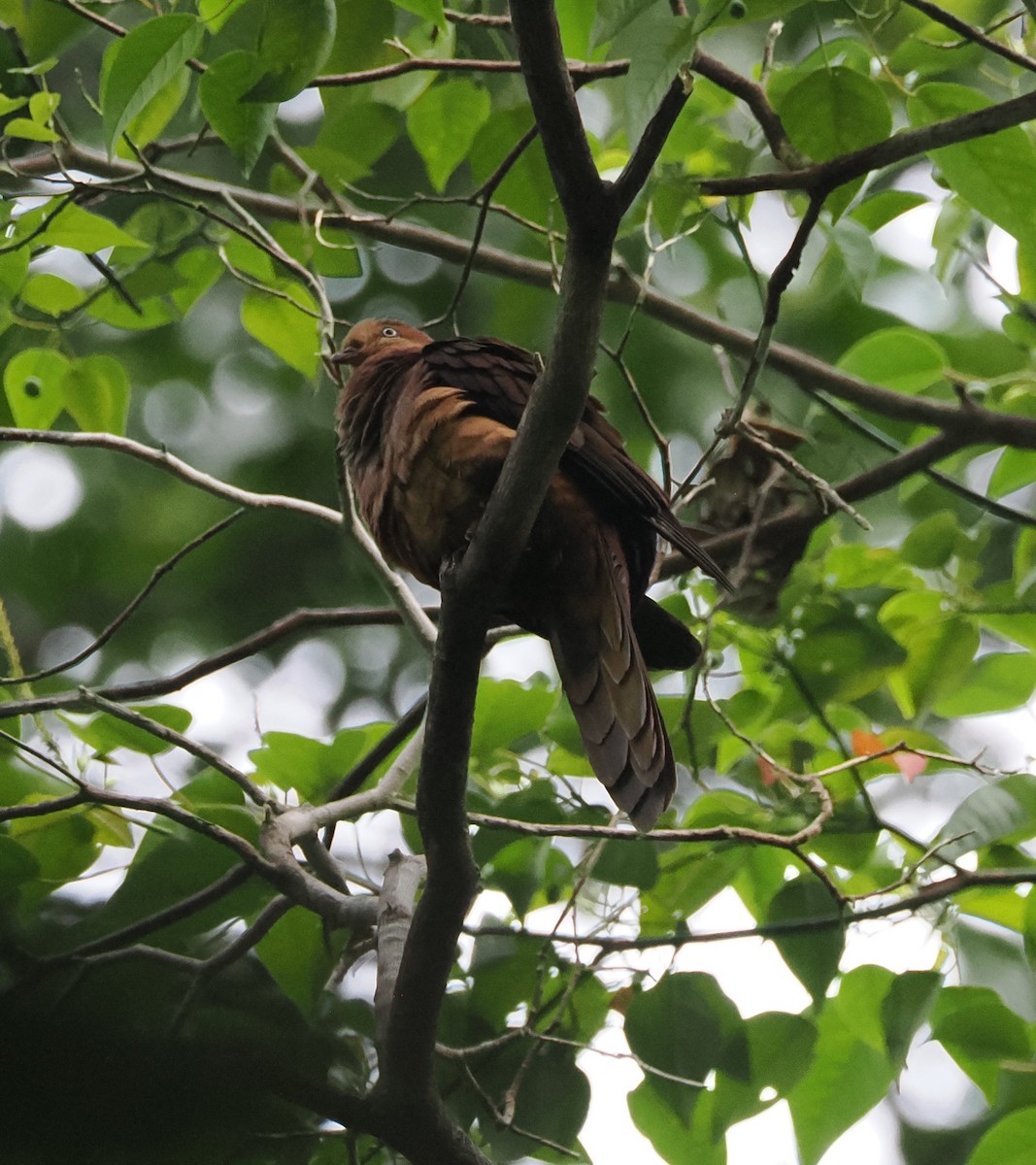 Sultan's Cuckoo-Dove (Sultan's) - ML640409812