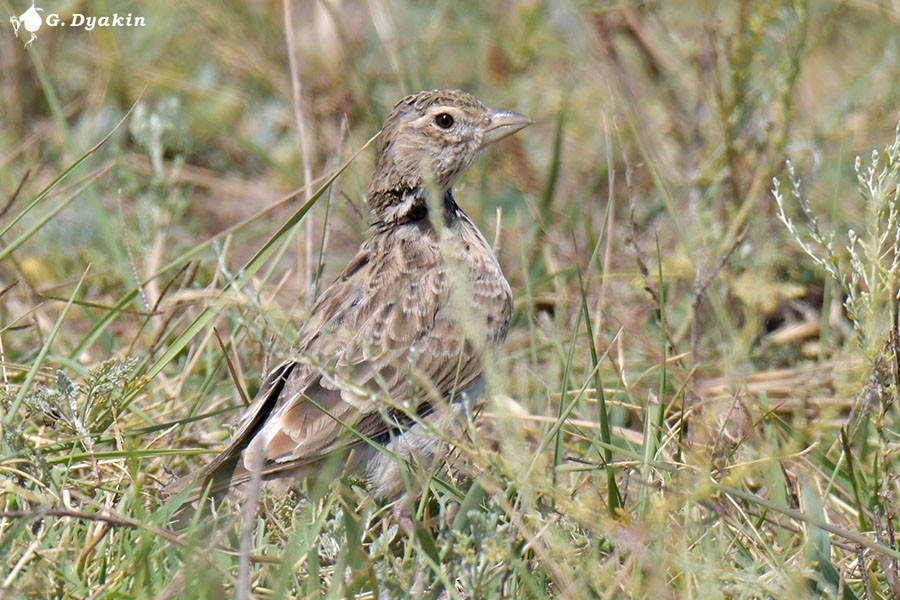 Calandra Lark - ML640409821