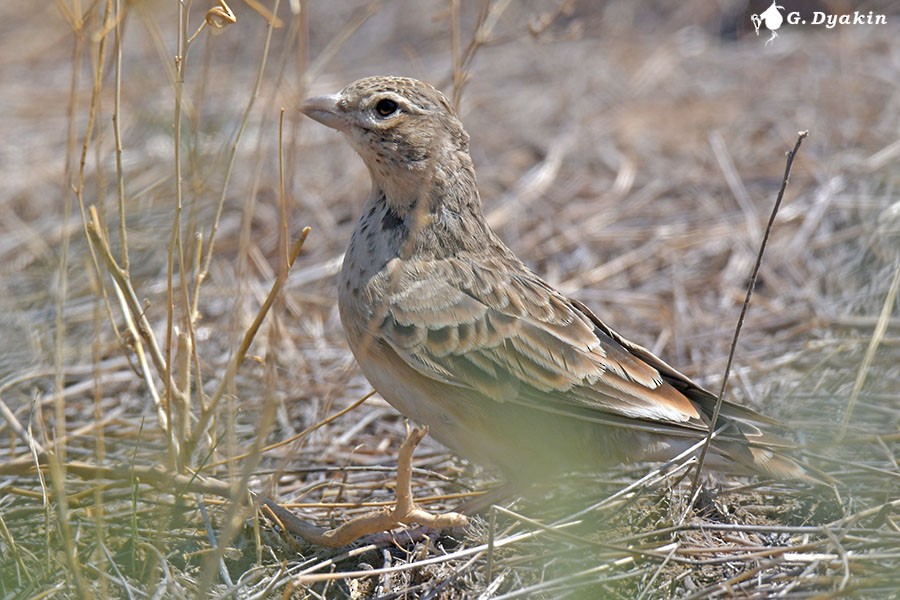 Calandra Lark - ML640409838