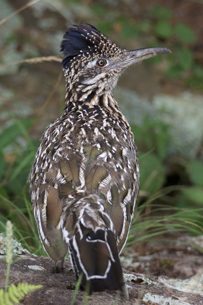 Greater Roadrunner - ML640409855