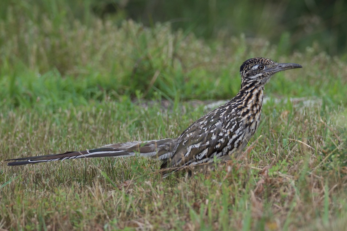Greater Roadrunner - ML640409857