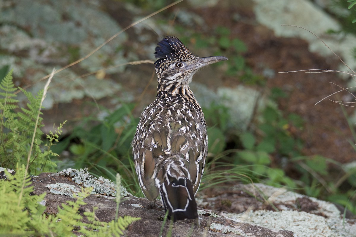 Greater Roadrunner - ML640409859
