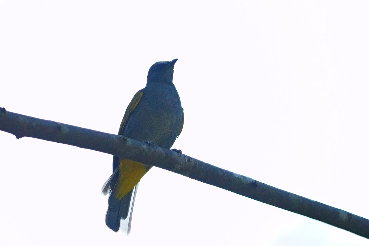 Gray-bellied Bulbul - ML640409888