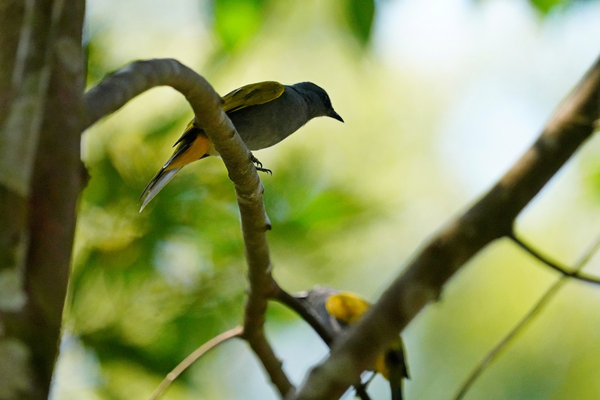 Gray-bellied Bulbul - ML640409890