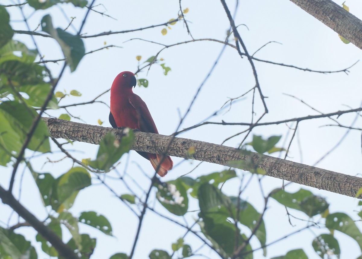 Sumba Eclectus - ML640409905