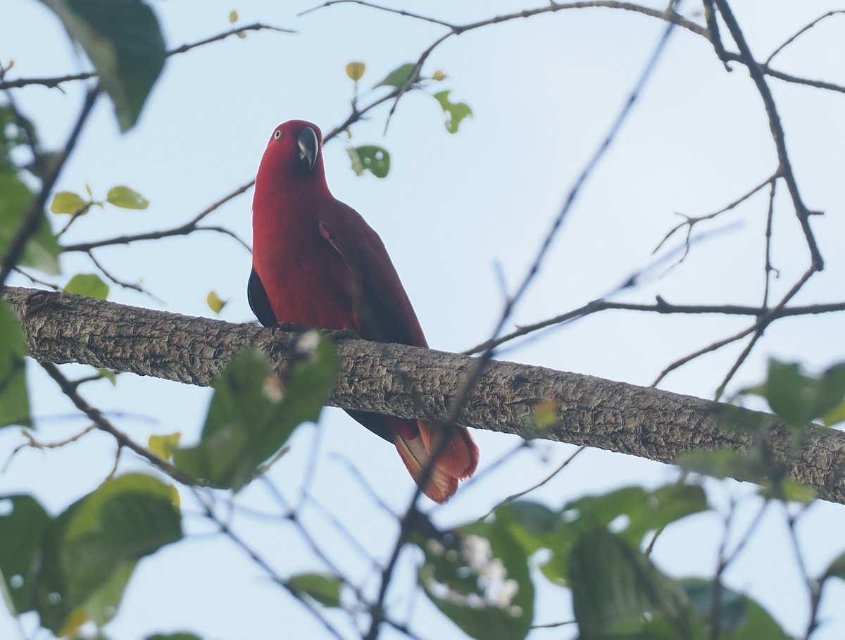 Sumba Eclectus - ML640409914