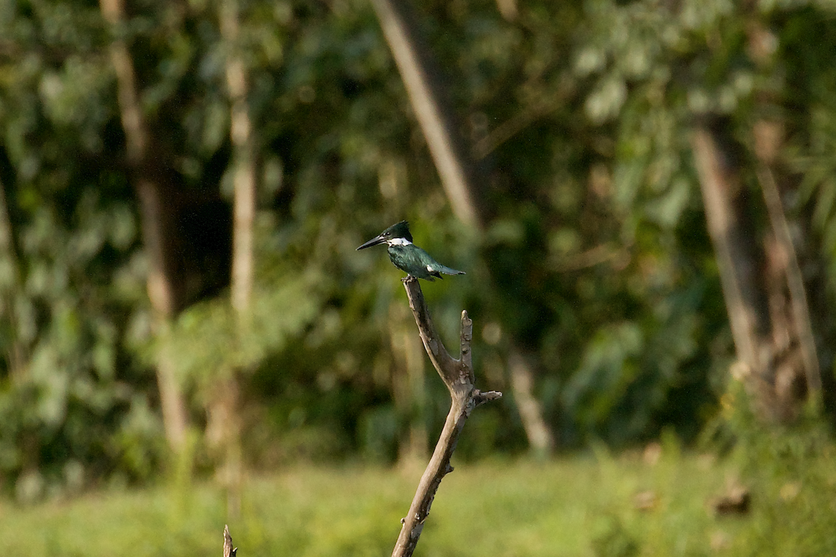 Amazon Kingfisher - ML640409922
