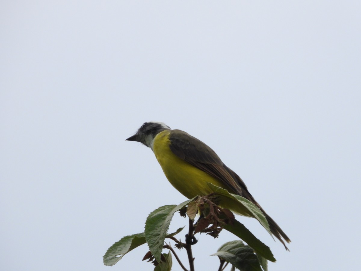 Social Flycatcher - ML640409956