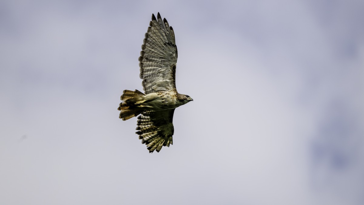 Poiana codarossa - ML640409974