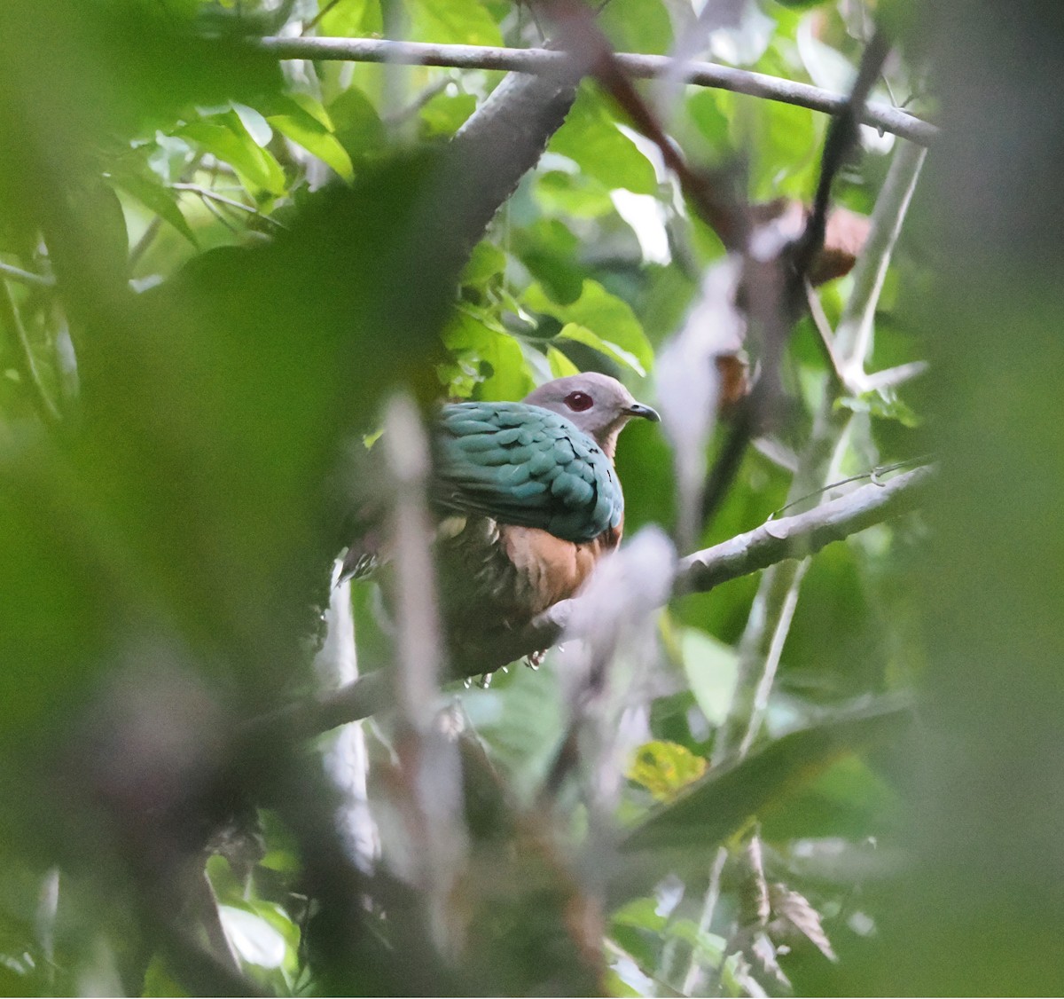 Purple-tailed Imperial-Pigeon - ML640409984