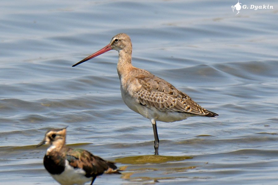 Black-tailed Godwit - ML640409985