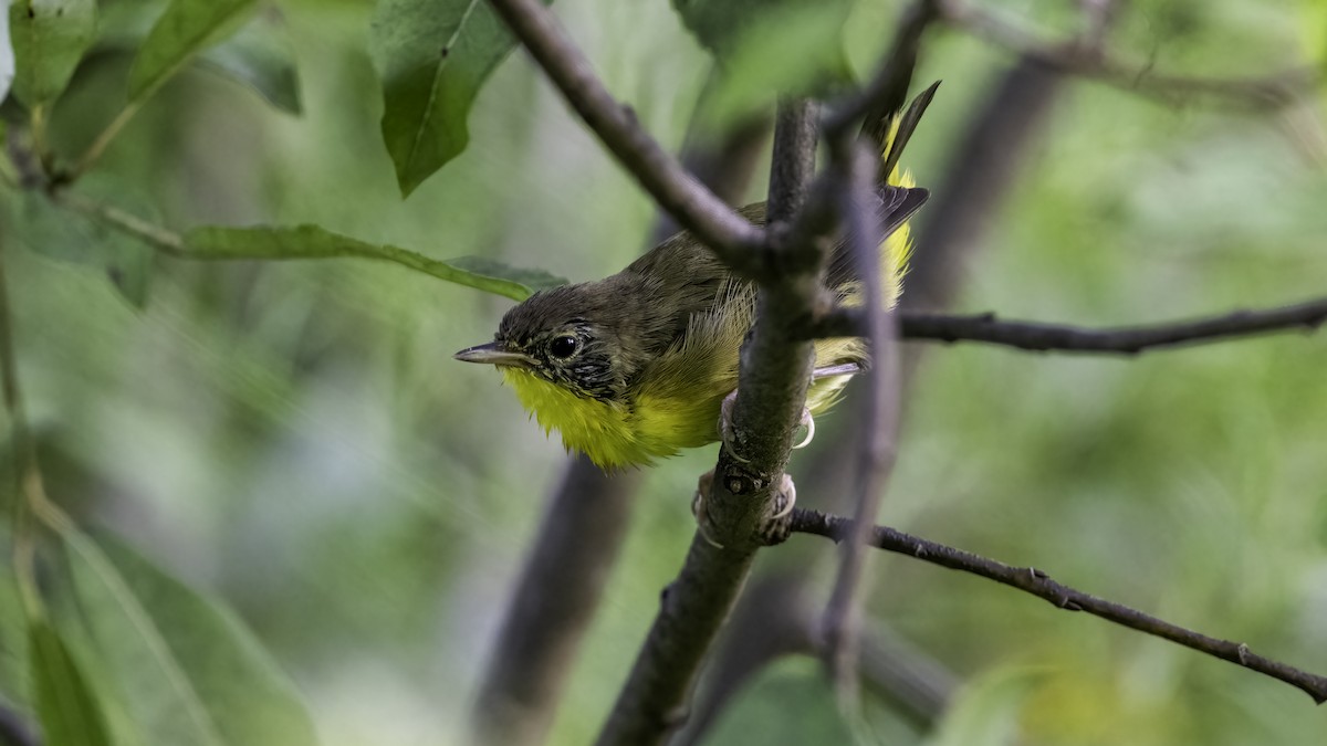 Common Yellowthroat - ML640409990
