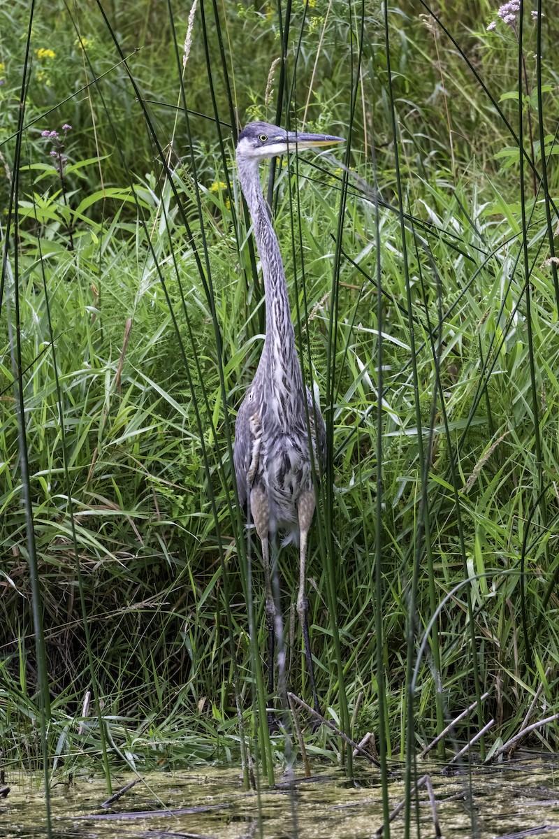 Great Blue Heron - ML640410001