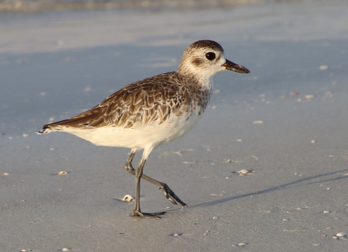 Black-bellied Plover - ML640410044