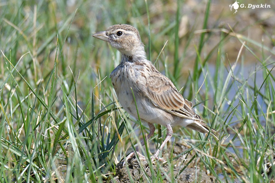 Calandra Lark - ML640410049