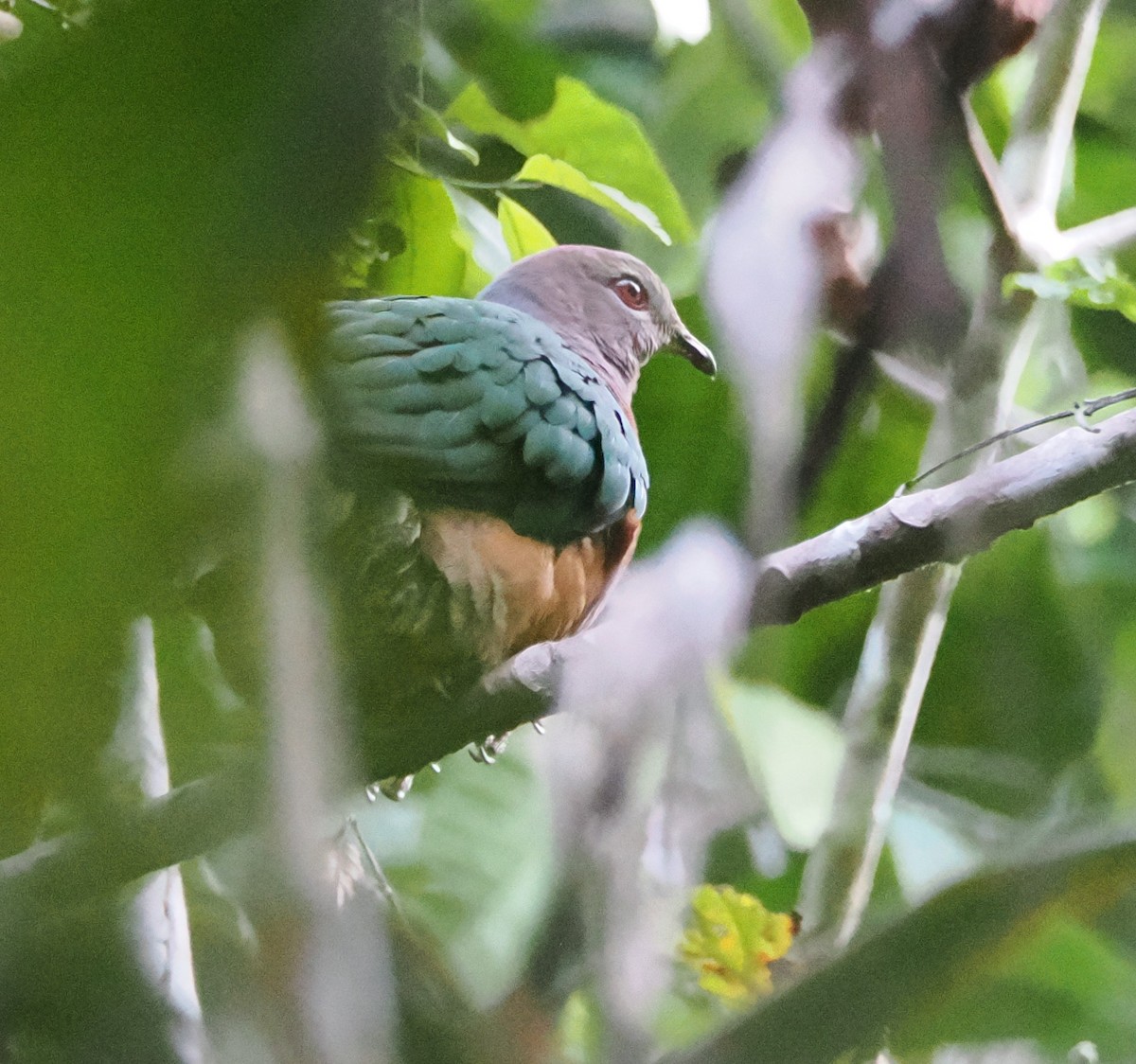 Purple-tailed Imperial-Pigeon - ML640410050