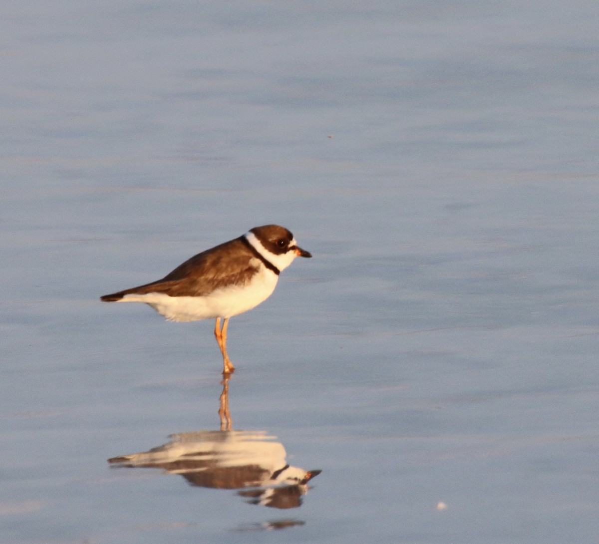 Semipalmated Plover - ML640410056