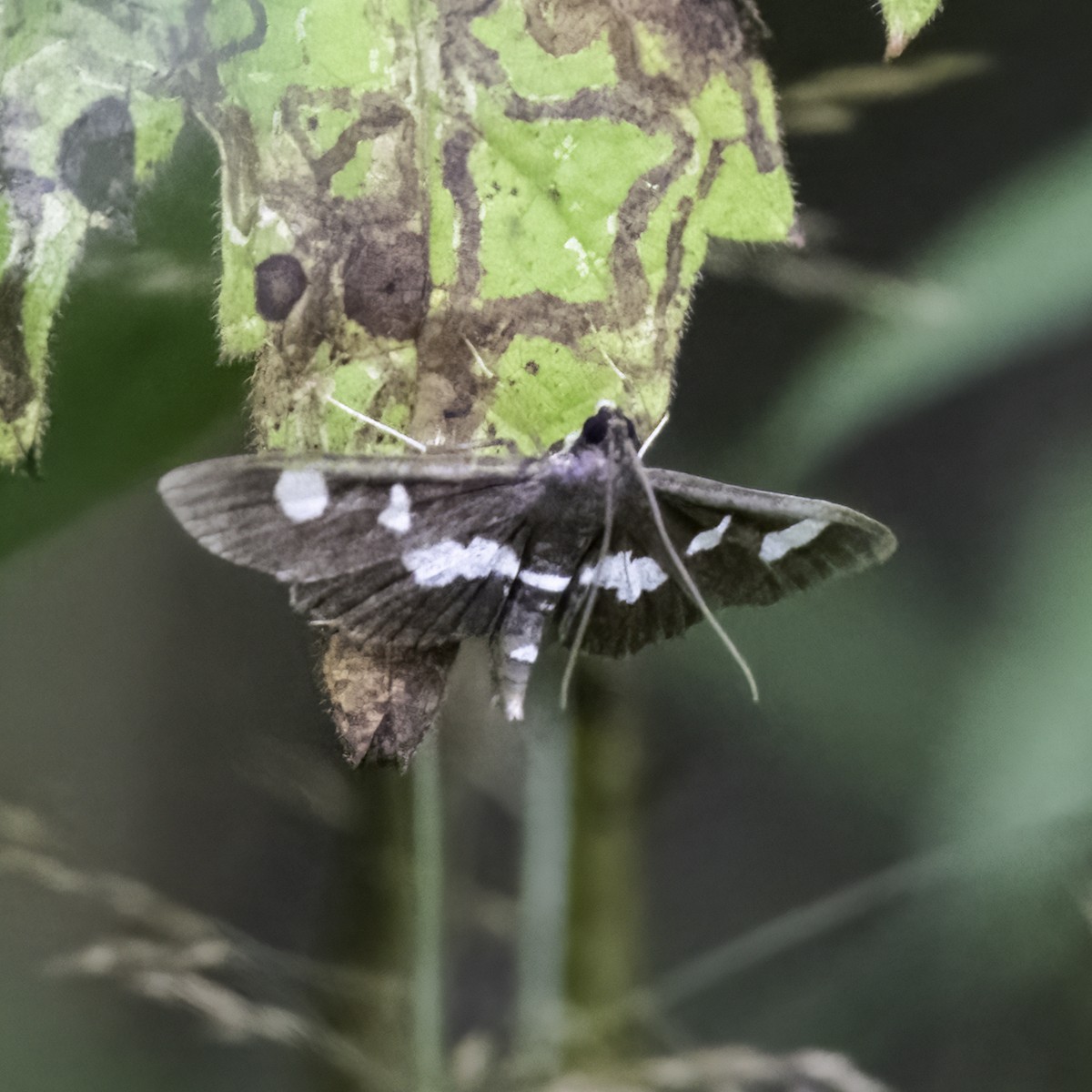 Grape Leaffolder Moth - ML640410057