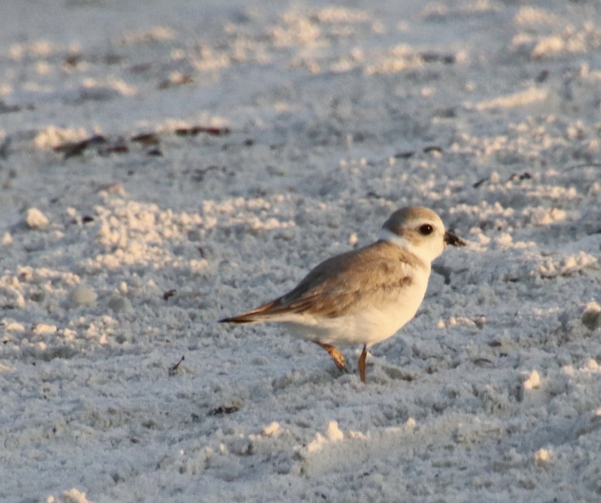 Piping Plover - ML640410075