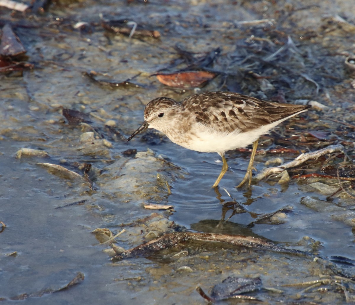 Least Sandpiper - ML640410093