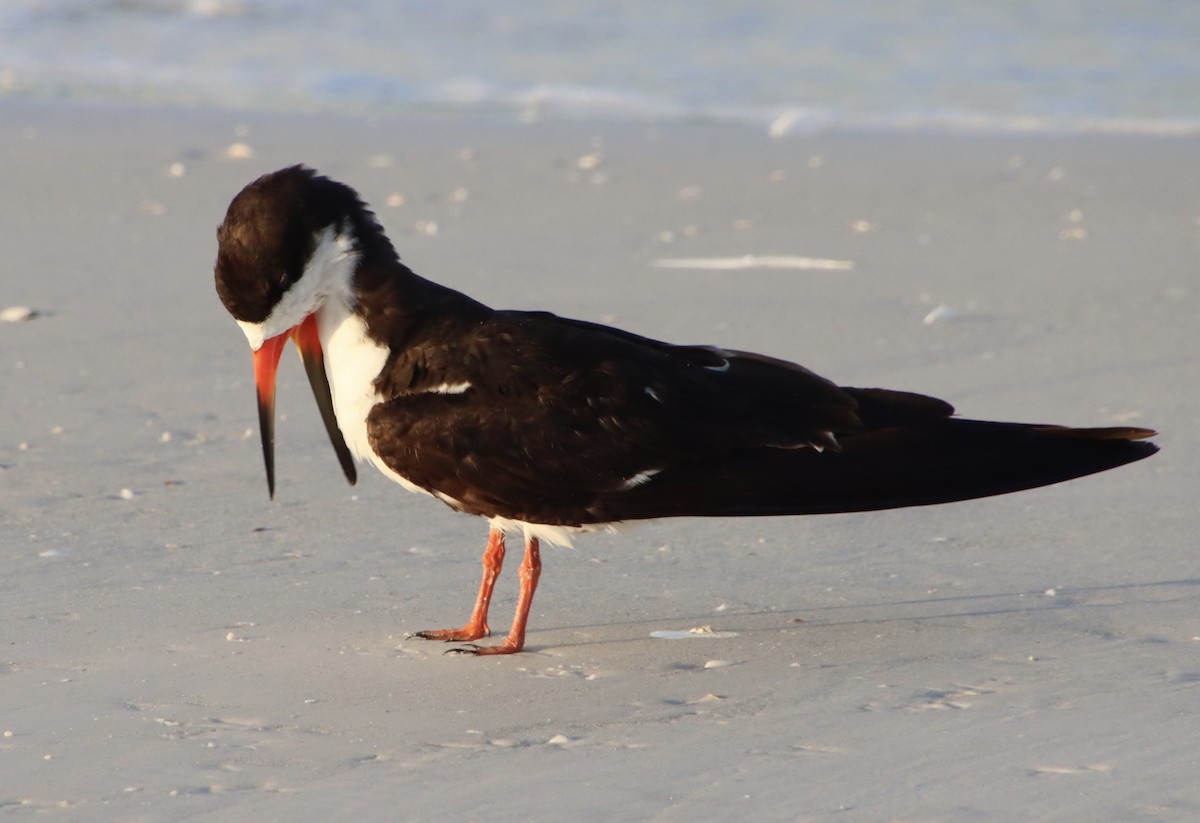 Black Skimmer - ML640410095