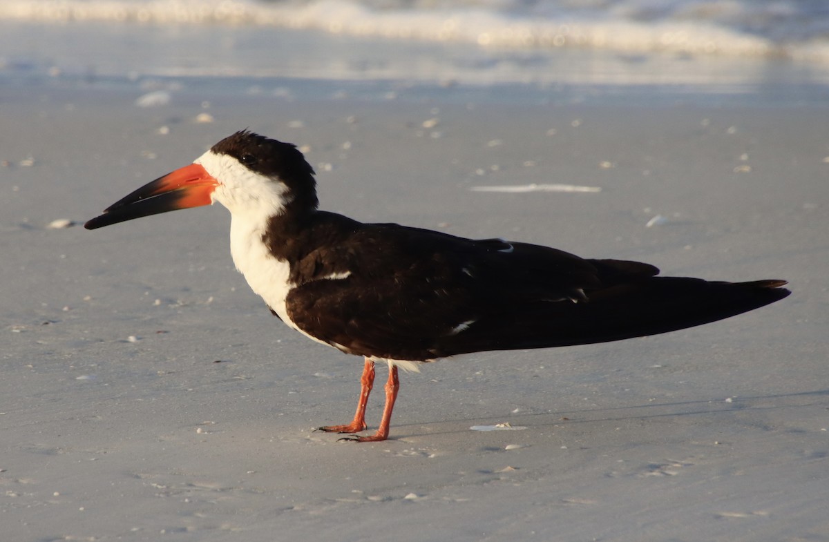 Black Skimmer - ML640410096