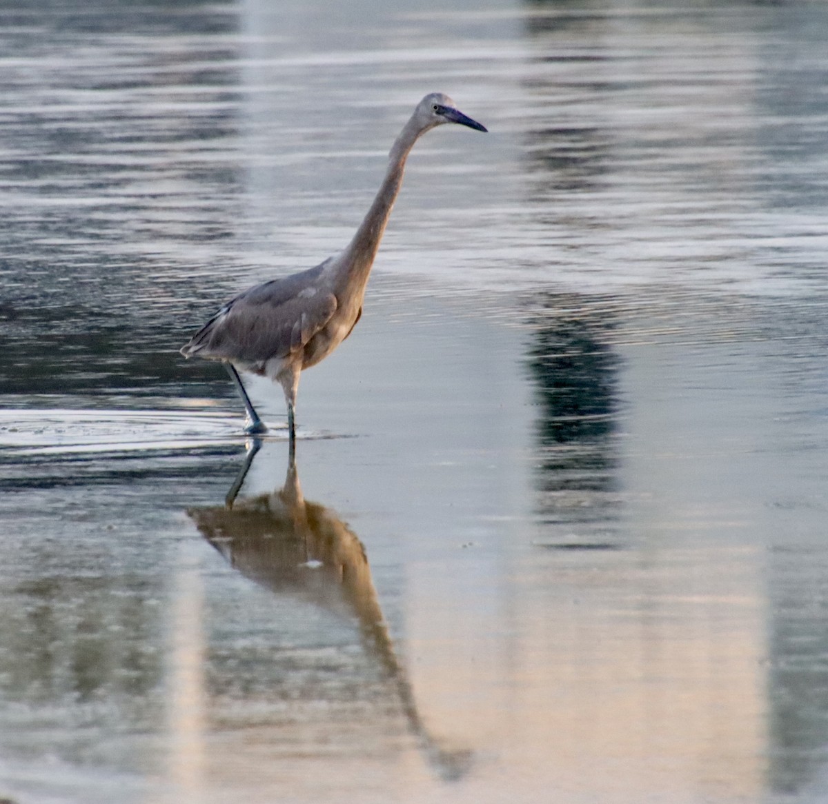 Reddish Egret - ML640410112