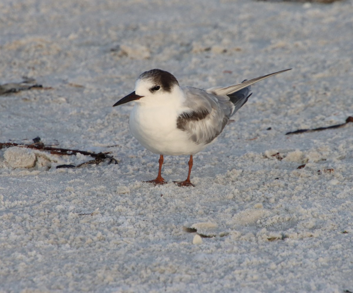 Common Tern - ML640410136