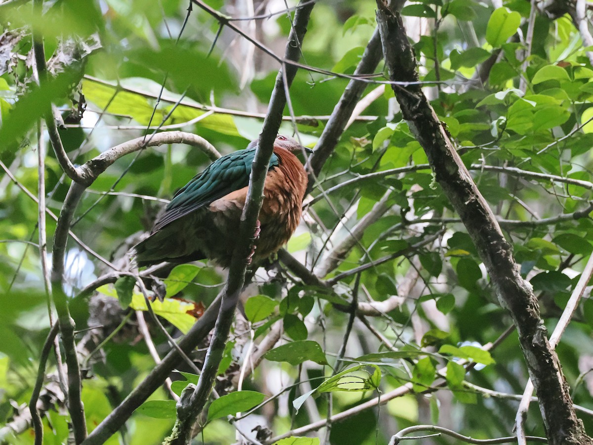 Purple-tailed Imperial-Pigeon - ML640410167