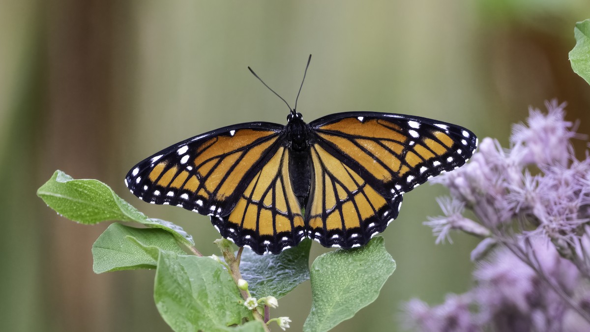 Viceroy - ML640410174