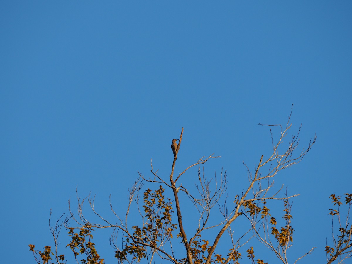 Red-bellied Woodpecker - ML640410193