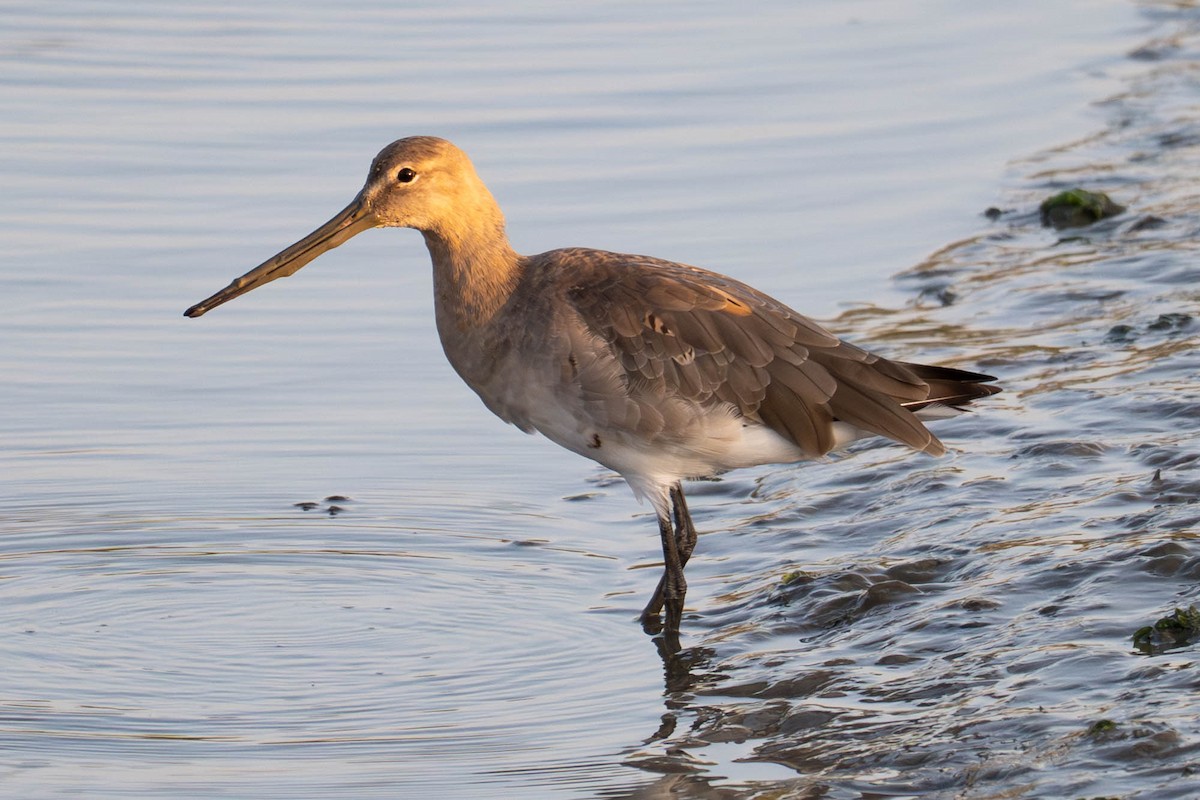 Black-tailed Godwit - ML640410261