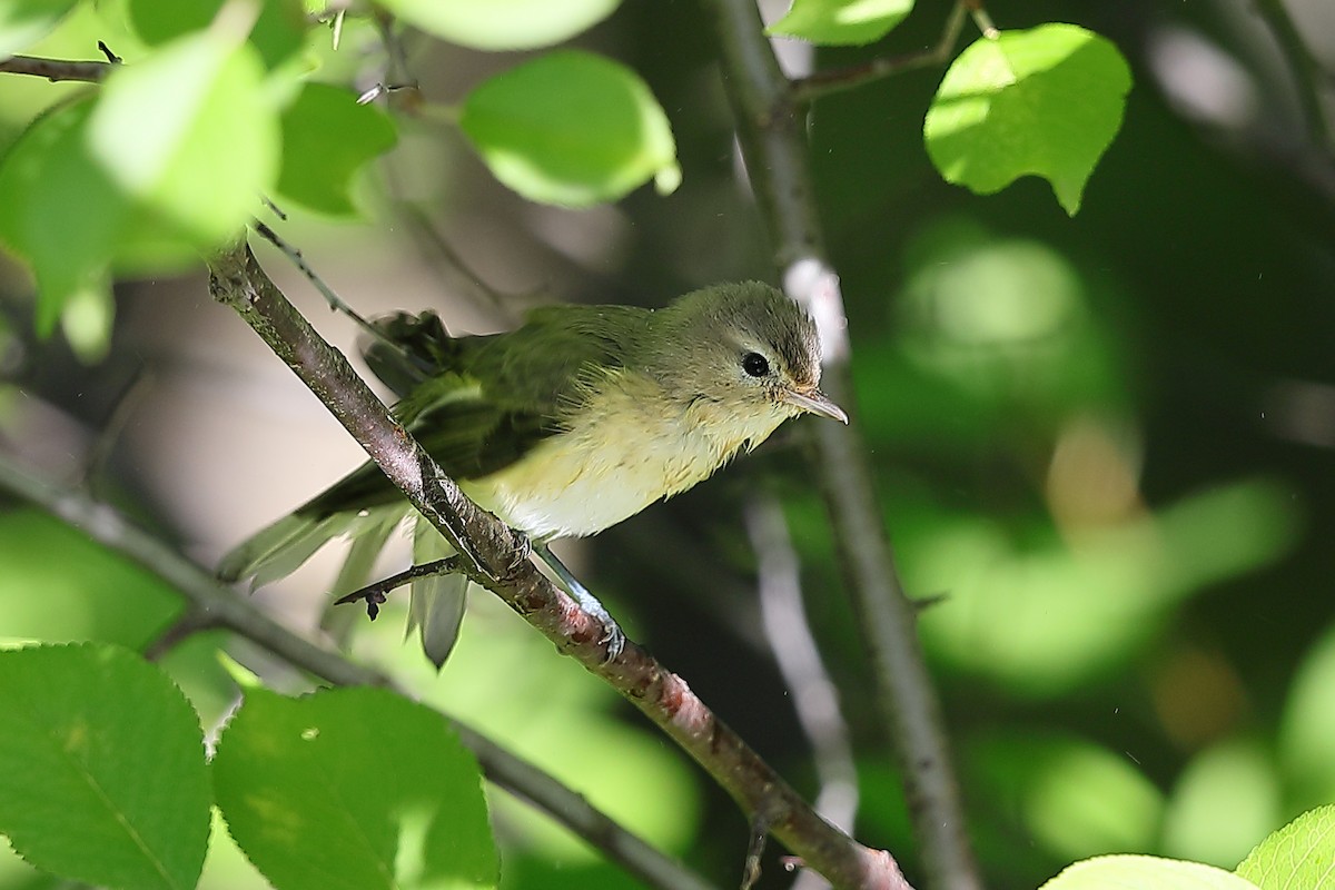 Eastern Warbling Vireo - ML640410347