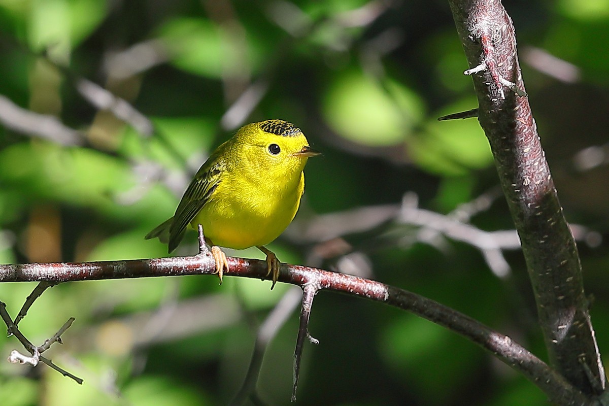 Wilson's Warbler - ML640410359