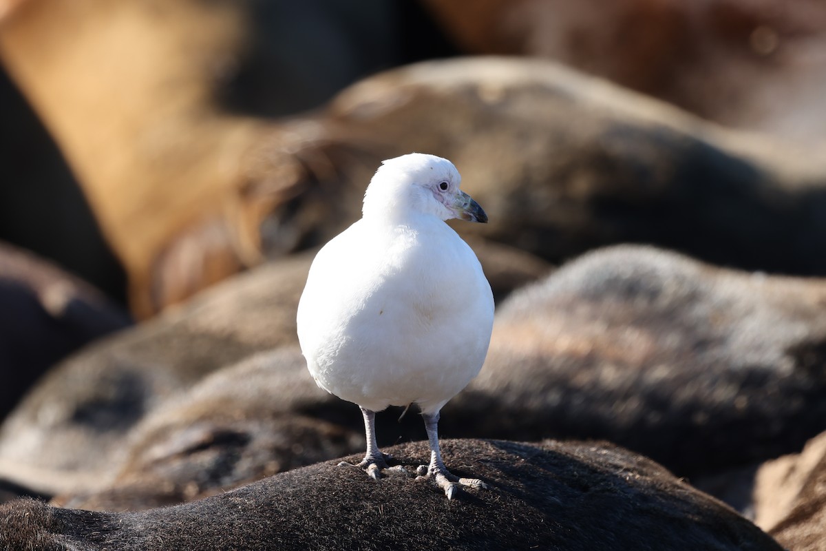 Snowy Sheathbill - ML640410362