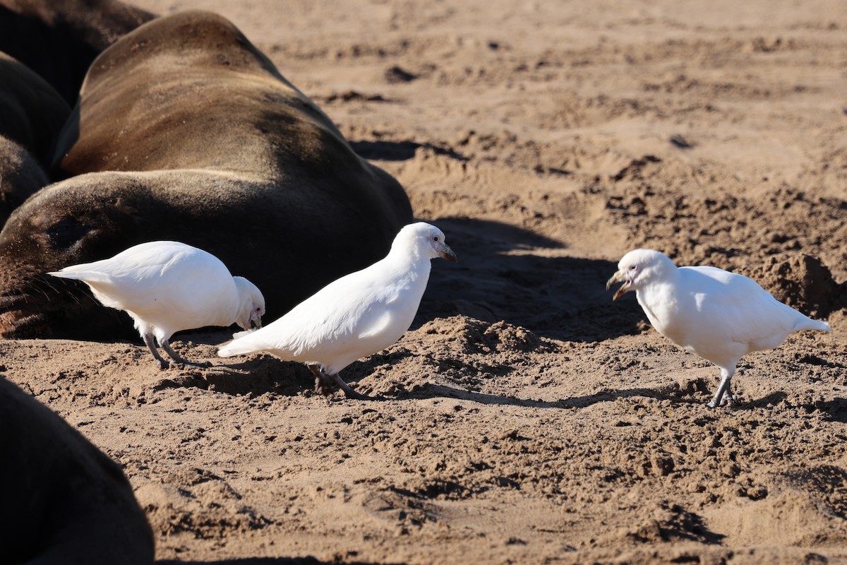 Snowy Sheathbill - ML640410363