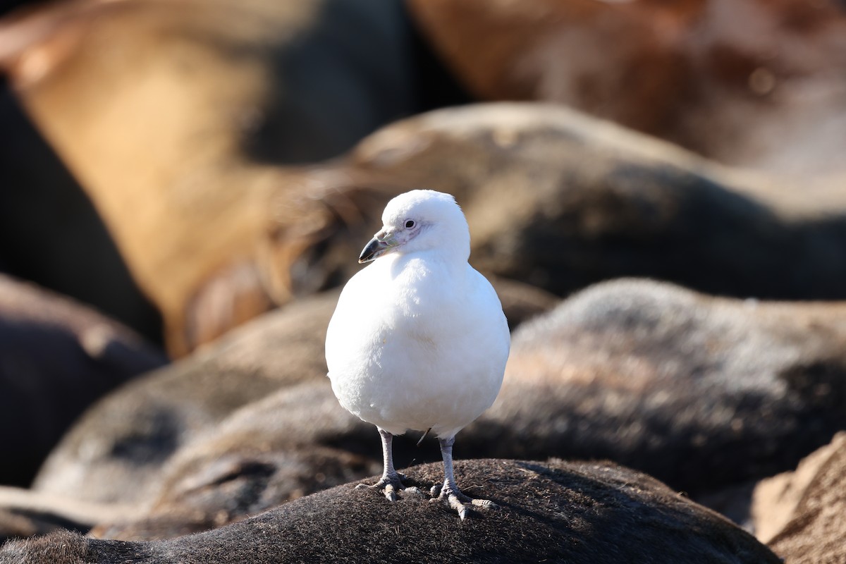 Snowy Sheathbill - ML640410364