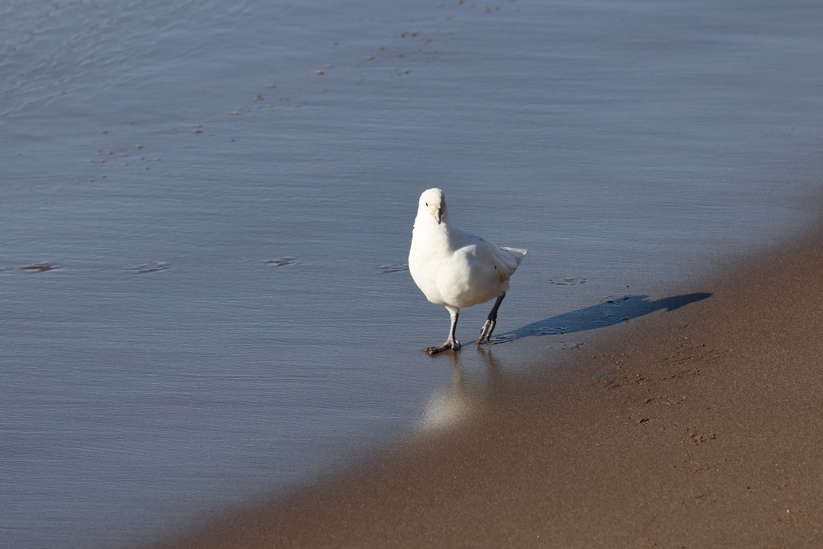 Snowy Sheathbill - ML640410365