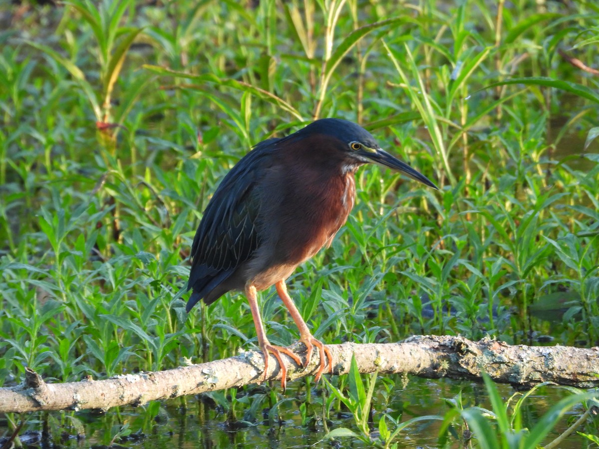 Green Heron - ML640410385
