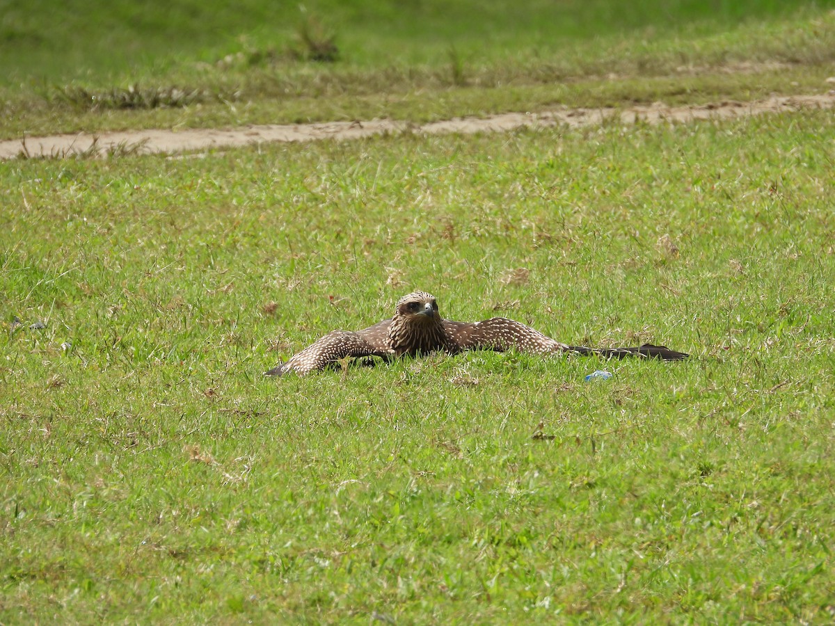 Black Kite - ML640410389