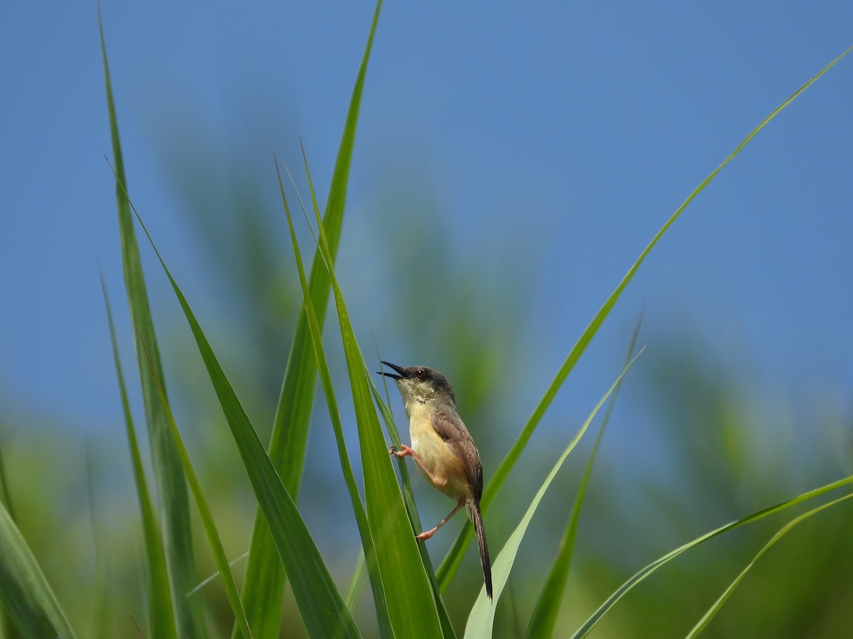 Ashy Prinia - ML640410393