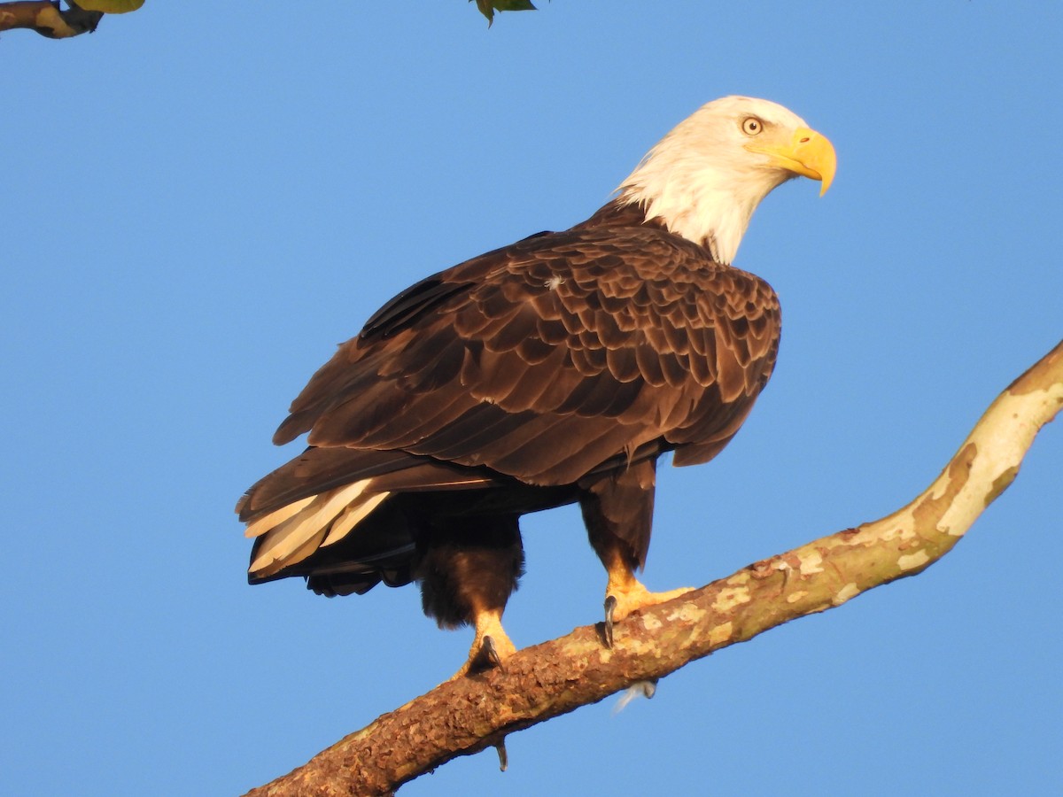 Bald Eagle - ML640410394